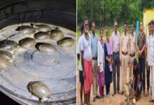 पखांजूर में वन विभाग की कार्रवाई, कछुओं की अवैध बिक्री करते तस्कर पकड़ा गया