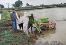 किसान अब उन्नत तकनीक की ओर अग्रसर, पैडी ट्रांसप्लांटर विधि से धान रोपाई किसान अब उन्नत तकनीक की ओर अग्रसर, पैडी ट्रांसप्लांटर विधि से धान रोपाई