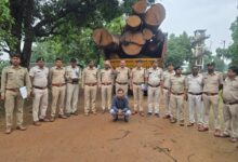 कोरबा वन मंडल की बड़ी कार्रवाई: 20 घनमीटर अवैध साल लकड़ी बरामद, मुख्य आरोपी गिरफ्तार