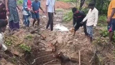 कुएं में गिरे बैल को सुरक्षित निकाला कुएं में गिरे बैल को सुरक्षित निकाला