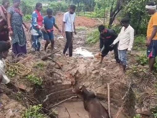 कुएं में गिरे बैल को सुरक्षित निकाला कुएं में गिरे बैल को सुरक्षित निकाला