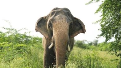 रातभर अकेले हाथी ने मचाया उत्पात, दो गांवों में दहशत