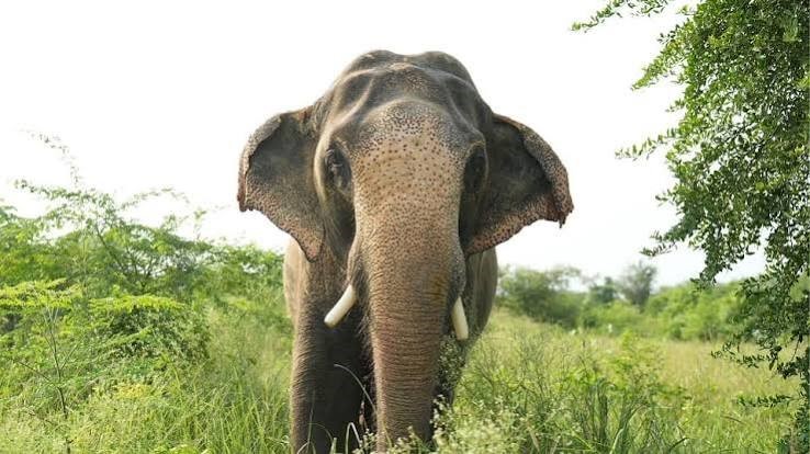 रातभर अकेले हाथी ने मचाया उत्पात, दो गांवों में दहशत