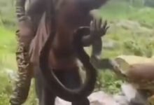 झीरम घाटी सीआरपीएफ कैम्प के पास मिला 7 फीट का अजगर