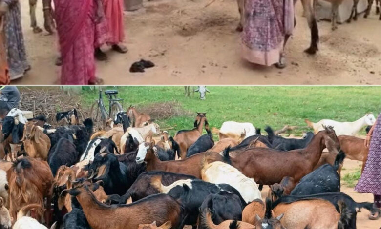 संघर्ष से स्वावलंबन- धमतरी की छिपली दीदियों ने बकरी पालन से शुरू कर खड़ा किया बहुआयामी आजीविका का साम्राज्य