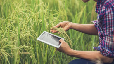 छत्तीसगढ़ में खरीफ फसलों का डिजिटल एक्स-रे, गड़बड़ी पर नपेंगे अफसर, शत-प्रतिशत व पारदर्शी गिरदावरी के कड़े निर्देश छत्तीसगढ़ में खरीफ फसलों का डिजिटल एक्स-रे, गड़बड़ी पर नपेंगे अफसर, शत-प्रतिशत व पारदर्शी गिरदावरी के कड़े निर्देश