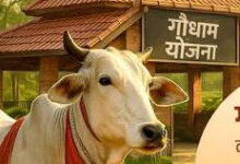 निराश्रित गौवंश संरक्षण के लिए राज्य सरकार की बड़ी पहल, गौधाम योजना का बढ़ रहा दायरा
