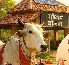 निराश्रित गौवंश संरक्षण के लिए राज्य सरकार की बड़ी पहल, गौधाम योजना का बढ़ रहा दायरा