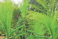 अबूझमाड़ से लाए फूल झाडू के 10 लाख कंद कोंडागांव के वन भूमि में रोपे गये 