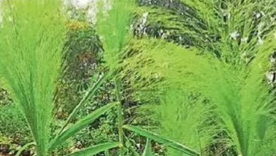 अबूझमाड़ से लाए फूल झाडू के 10 लाख कंद कोंडागांव के वन भूमि में रोपे गये अबूझमाड़ से लाए फूल झाडू के 10 लाख कंद कोंडागांव के वन भूमि में रोपे गये