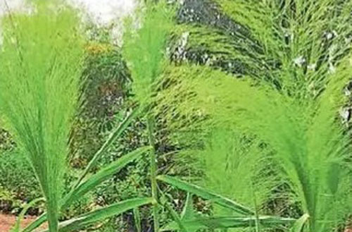 अबूझमाड़ से लाए फूल झाडू के 10 लाख कंद कोंडागांव के वन भूमि में रोपे गये 